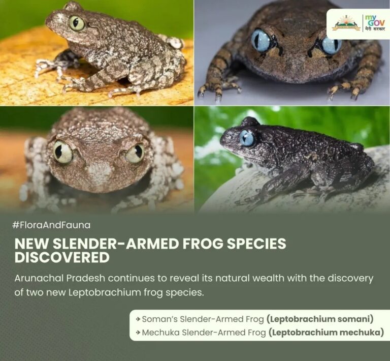 പുതിയ ഇനം തവളകളെ കണ്ടെത്തി